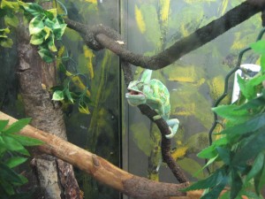IMG_0036